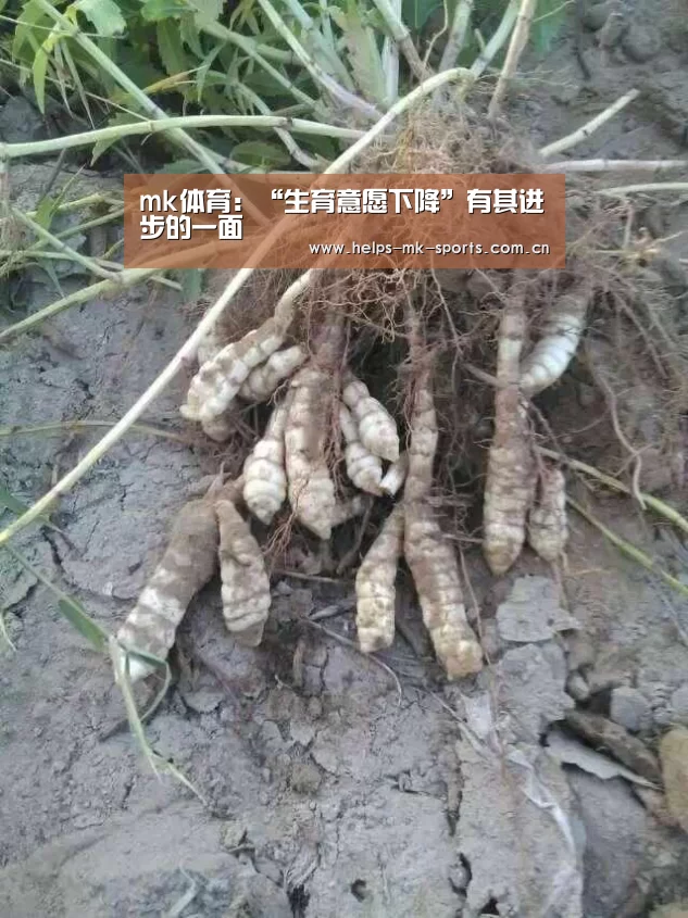 mk体育